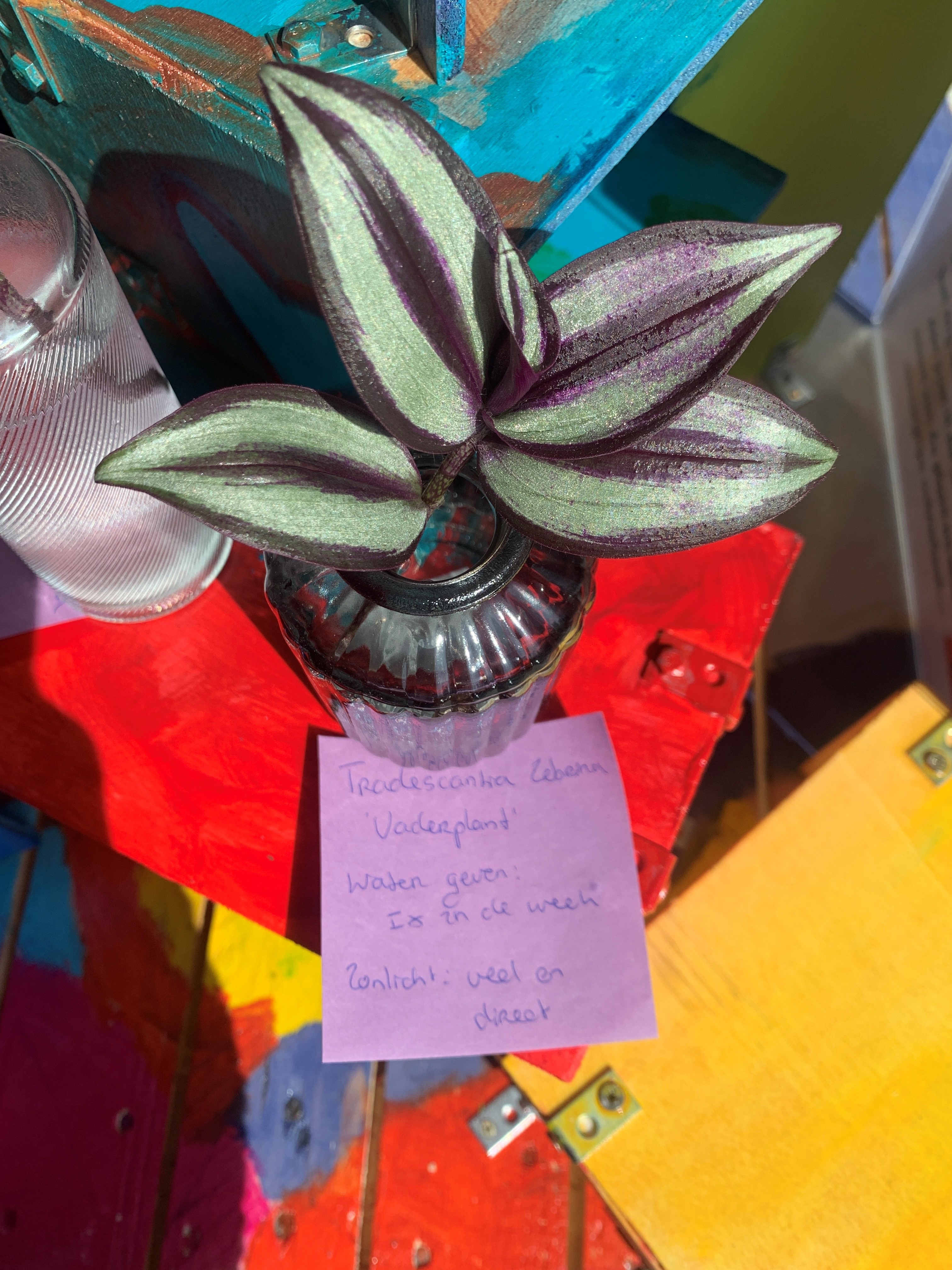 Vaderplant